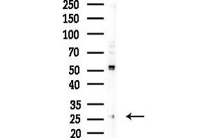 Western blot analysis of lysates from COLO205 cells(heat-shock,45 min treatment), using TAS2R12 Antibody at 1/1000 dilution. (TAS2R12 Antikörper  (C-Term))