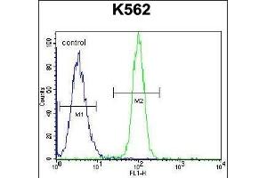 HMG1L10 Antibody (N-term) (ABIN656128 and ABIN2845469) flow cytometric analysis of K562 cells (right histogram) compared to a negative control cell (left histogram). (HMG1L10 Antikörper  (N-Term))