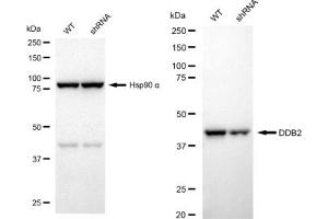 Western blotting analysis using DDB2 antibody (ABIN7798274). (Rekombinanter DDB2 Antikörper)