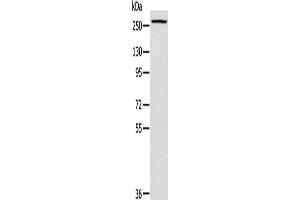 Western Blotting (WB) image for anti-Talin 1 (TLN1) antibody (ABIN2433979) (TLN1 Antikörper)