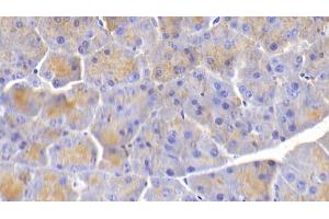 Detection of ELN in Mouse Pancreas Tissue using Polyclonal Antibody to Elastin (ELN) (Elastin Antikörper  (AA 266-443))