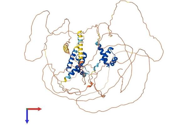 POU2F1 Protein (AA 1-743) (His tag)