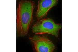 Immunofluorescence (IF) image for anti-GABA(A) Receptor-Associated Protein (GABARAP) (AA 1-30) antibody (ABIN388564)