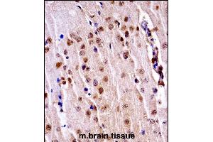 Mouse Nek3 Antibody (C-term)immunohistochemistry analysis in formalin fixed and paraffin embedded mouse brain tissue followed by peroxidase conjugation of the secondary antibody and DAB staining. (NEK3 Antikörper  (C-Term))