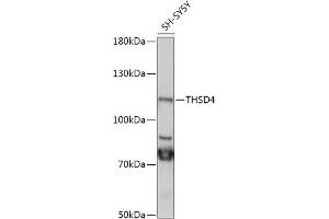 Western blot analysis of extracts of SH-SY5Y cells, using THSD4 antibody (ABIN7270819) at 1:1000 dilution. (Thrombospondin, Type I, Domain Containing 4 (THSD4) (AA 500-700) Antikörper)