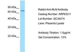 Image no. 1 for anti-Neurolysin (Metallopeptidase M3 Family) (NLN) (AA 88-137) antibody (ABIN6749966) (NLN Antikörper  (AA 88-137))