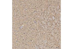 IHC analysis of Synaptogyrin 3/SYNGR3 using anti-Synaptogyrin 3/SYNGR3 antibody (ABIN7601760).