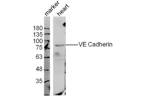 Cadherin 5 Antikörper  (AA 601-700)