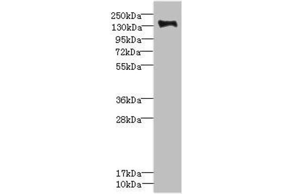 Plexin B2 antibody  (AA 1080-1200)