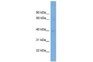 WB Suggested Anti-CNTD1 Antibody Titration: 0. (CNTD1 Antikörper  (N-Term))