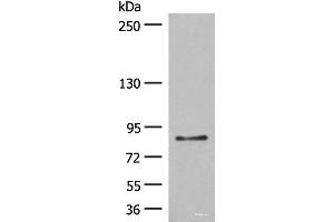 Western blot analysis of LO2 cell lysate using TAS1R3 Polyclonal Antibody at dilution of 1:400 (TAS1R3 Antikörper)