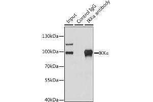 Immunoprecipitation (IP) image for anti-conserved Helix-Loop-Helix Ubiquitous Kinase (CHUK) (C-Term) antibody (ABIN3022825)