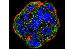 Immunofluorescence (IF) image for anti-Fibroblast Growth Factor 1 (Acidic) (FGF1) (AA 5-30) antibody (ABIN3030930)