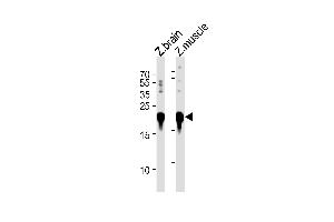 DANRE park7 Antibody (C-term) Azb10028b western blot analysis in zebra fish brain and muscle tissue lysates (35 μg/lane). (PARK7/DJ1 Antikörper  (C-Term))