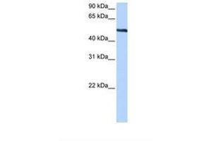 Image no. 1 for anti-Thyroid Hormone Receptor Interactor 6 (TRIP6) (AA 160-209) antibody (ABIN6738769) (TRIP6 Antikörper  (AA 160-209))