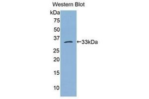 Western Blotting (WB) image for anti-Bleomycin Hydrolase (BLMH) (AA 213-447) antibody (ABIN1175598)