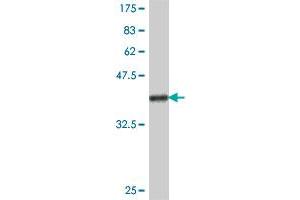 Western Blot detection against Immunogen (38. (HGF Antikörper  (AA 619-728))