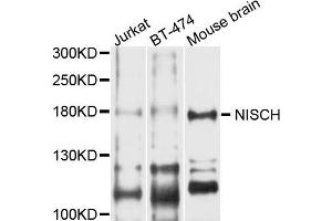 Western blot analysis of extract of various cells, using NISCH antibody. (Nischarin Antikörper)