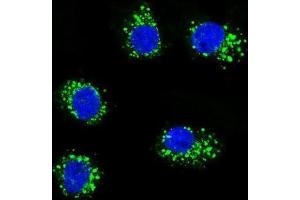 Immunofluorescence (IF) image for anti-Muscle, Skeletal, Receptor Tyrosine Kinase (MUSK) antibody (ABIN3003399) (MUSK Antikörper)