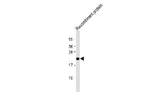 Western Blot at 1:2000 dilution + Recombinant human EPO protein Lysates/proteins at 20 ug per lane. (EPO Antikörper  (N-Term))