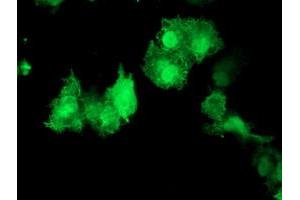 Anti-AKT1 mouse monoclonal antibody (ABIN2455515) immunofluorescent staining of COS7 cells transiently transfected by pCMV6-ENTRY AKT1 (RC220257). (AKT1 Antikörper)