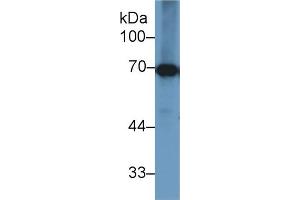 Western Blot; Sample: Bovine Liver lysate; Primary Ab: 1µg/ml Rabbit Anti-Bovine HSPA1B Antibody Second Ab: 0. (HSPA1B Antikörper  (AA 1-641))