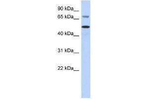 AKT2 antibody used at 0. (AKT2 Antikörper  (Middle Region))