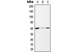 Western blot analysis of MAZ expression in MCF7 (A), Raw264.