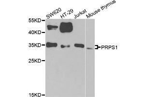 Western blot analysis of extracts of various cell lines, using PRPS1 antibody. (PRPS1 Antikörper)