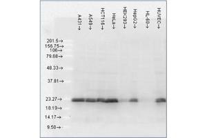 Western Blotting (WB) image for anti-Heat Shock 27kDa Protein 1 (HSPB1) antibody (ABIN452669) (HSP27 Antikörper)
