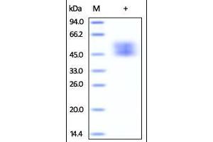 Cynomolgus B7-1, His Tag (HPLC-verified) on SDS-PAGE under reducing (R) condition. (CD80 Protein (CD80) (AA 35-242) (His tag))