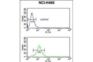 SDR Antibody (Center) (ABIN653890 and ABIN2843136) flow cytometric analysis of NCI- cells (bottom histogram) compared to a negative control cell (top histogram). (SDPR Antikörper  (AA 109-135))