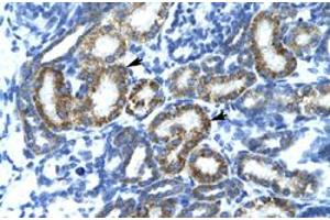 Immunohistochemical staining (Formalin-fixed paraffin-embedded sections) of human kidney with FIZ1 polyclonal antibody  at 4-8 ug/mL working concentration. (FIZ1 Antikörper  (C-Term))