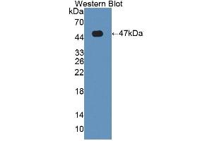 Western Blotting (WB) image for anti-Hemochromatosis Type 2 (Juvenile) (HFE2) (AA 36-200) antibody (ABIN5013687)