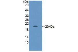 Detection of Recombinant GABPa, Human using Polyclonal Antibody to GA Binding Protein Transcription Factor Alpha (GABPa) (GABPA Antikörper  (AA 168-314))