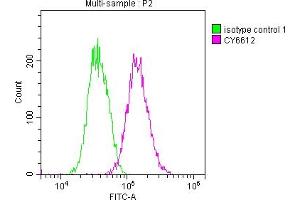 Overlay histogram showing Jurkat cells stained with ABIN7127522 (red line) at 1:50. (Rekombinanter Glucocorticoid Receptor Antikörper)