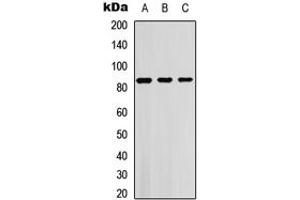 Western blot analysis of SGK1/2 (pT256/253) expression in HEK293T (A), Jurkat (B), NIH3T3 (C) whole cell lysates. (SGK1/2 (pSer253), (pSer256) Antikörper)