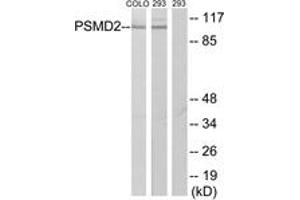 Western blot analysis of extracts from COLO205/293 cells, using PSMD2 Antibody. (PSMD2 Antikörper  (AA 101-150))