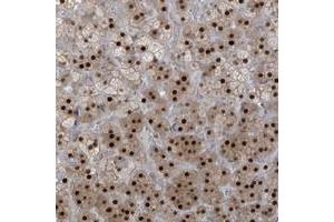 Immunohistochemical staining of human adrenal gland with ZCWPW2 polyclonal antibody  shows strong nuclear positivity in cortical cells. (ZCWPW2 Antikörper)
