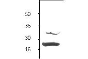 Image no. 1 for anti-BCL2-Associated X Protein (BAX) (N-Term) antibody (ABIN126979) (BAX Antikörper  (N-Term))
