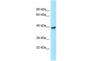 Western Blotting (WB) image for anti-LY6/PLAUR Domain Containing 3 (LYPD3) (C-Term) antibody (ABIN2790217) (LYPD3 Antikörper  (C-Term))