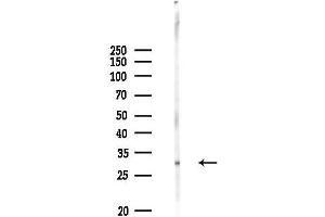 Western blot analysis of lysates from Rat liver, using OVOL2 Antibody at 1/1000 dilution.