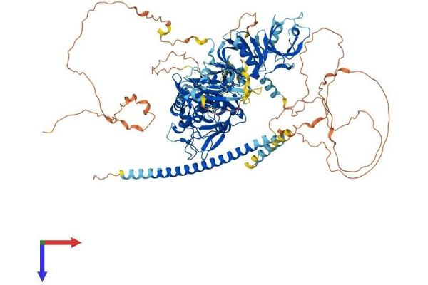 SIPA1 Protein (AA 1-1042) (His tag)