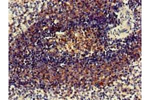 Immunohistochemistry of paraffin-embedded human spleen tissue using ABIN7158646 at dilution of 1:100 (BC055111 Antikörper  (AA 1-418))