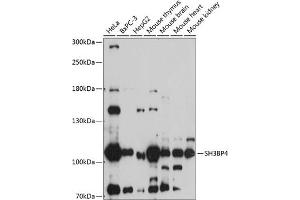 Western blot analysis of extracts of various cell lines, using SH3BP4 antibody (ABIN7270278) at 1:1000 dilution. (SH3BP4 Antikörper  (AA 784-963))