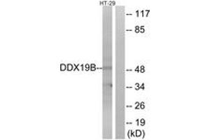 Western blot analysis of extracts from HT-29 cells, using DDX19B Antibody. (DDX19B Antikörper  (AA 1-50))