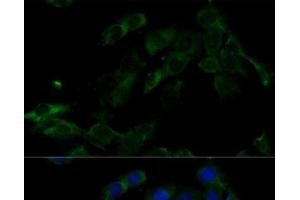 Immunofluorescence (IF) image for anti-ATPase, H+ Transporting, Lysosomal 16kDa, V0 Subunit C (ATP6V0C) antibody (ABIN7259070)