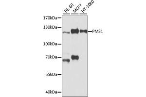 Western blot analysis of extracts of various cell lines, using PMS1 antibody (ABIN3023147, ABIN3023148, ABIN3023149 and ABIN6219412) at 1:1000 dilution. (PMS1 Antikörper  (AA 405-619))