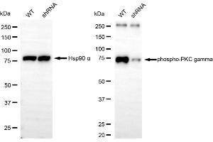 Western blotting analysis using phospho-PKC gamma (Thr514) antibody (ABIN7799998).