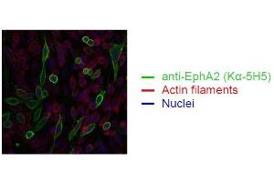 Immunofluorescence (IF) image for anti-EPH Receptor A2 (EPHA2) antibody (ABIN179724)